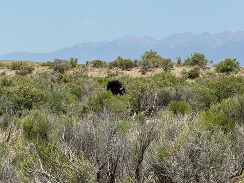 American Bison photographed in Colorado