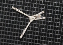 Phazaca interrupta