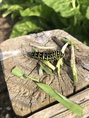 Papilio polyxenes