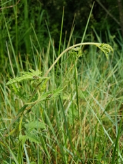 Convolvulus althaeoides althaeoides