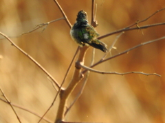 Chlorostilbon assimilis