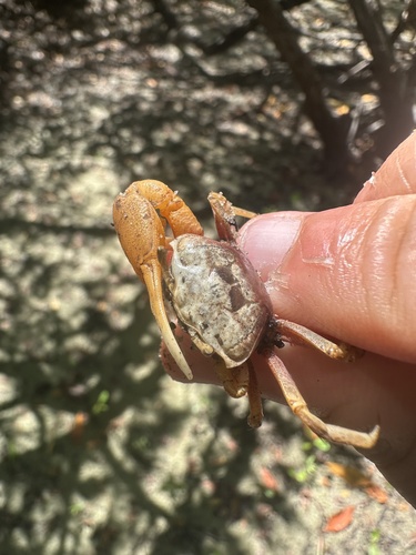 Lesser Brazilian Fiddler Crab