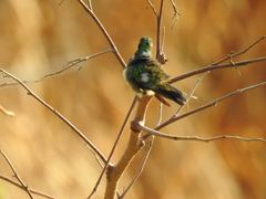 Chlorostilbon assimilis