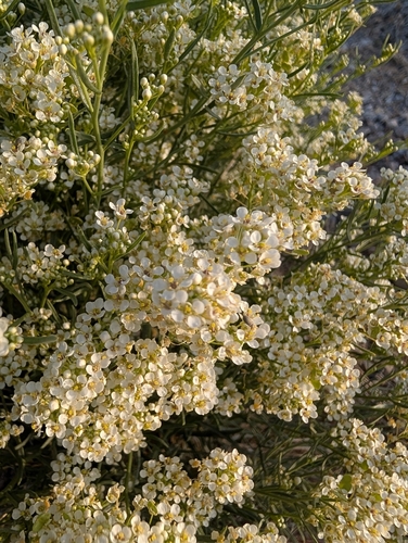 Lepidium fremontii, photograph 3