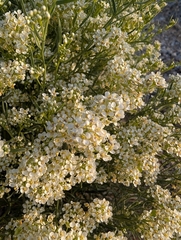 Lepidium fremontii, photograph (c) Jacob Saucier, some rights reserved (CC BY)