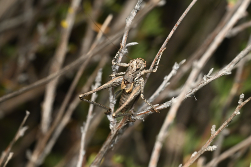 Pinnacles Shieldback Katydid