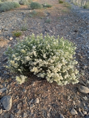 Lepidium fremontii, photograph (c) Jacob Saucier, some rights reserved (CC BY)