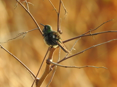 Chlorostilbon assimilis