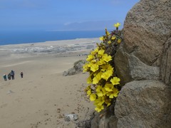 Oxalis bulbocastanum