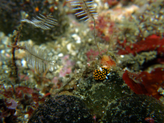 Stiliger aureomarginatus