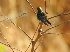 Chlorostilbon assimilis