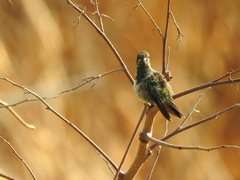 Chlorostilbon assimilis