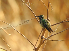 Chlorostilbon assimilis