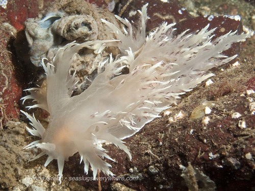 Giant Nudibranch