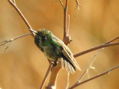 Chlorostilbon assimilis