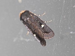 Proteuxoa cinereicollis