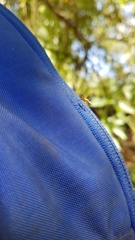 Coquillettidia xanthogaster