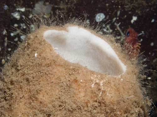Acanthascus dawsoni