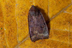 Conistra ligula