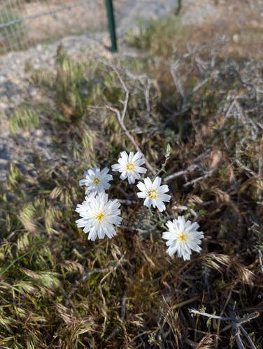 Rafinesquia neomexicana, photograph 5