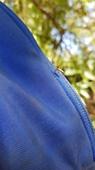 Coquillettidia xanthogaster