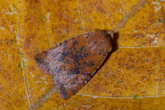 Conistra rubiginea