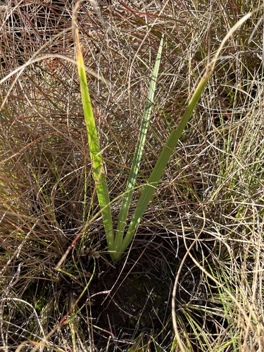 Hesperantha brevistyla