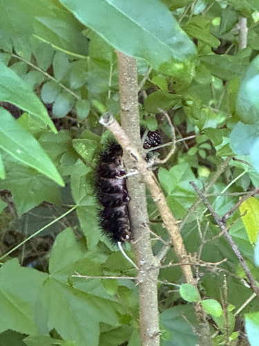 Giant Leopard Moth