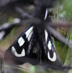 Alypia mariposa