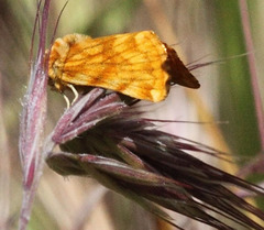 Xanthothrix neumoegeni