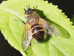 Tachina lurida