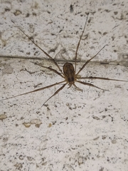 Dasylobus