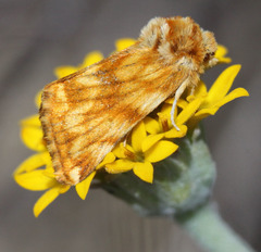 Xanthothrix neumoegeni