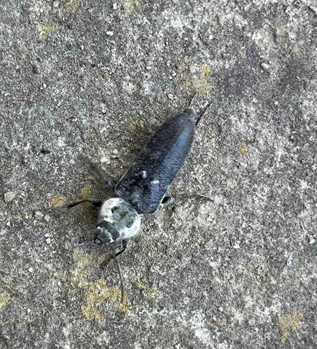 House Longhorn
