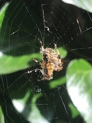 Araneus diadematus