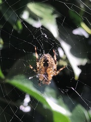 Araneus diadematus