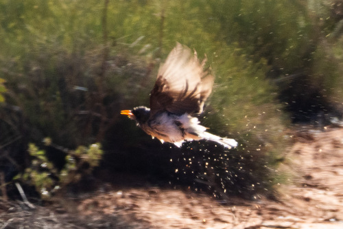 Yellow-throated × Black-eared Miner