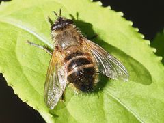 Tachina lurida