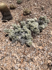 Cylindropuntia multigeniculata