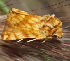 Xanthothrix neumoegeni