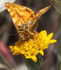 Xanthothrix neumoegeni