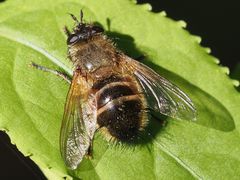 Tachina lurida