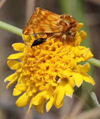 Xanthothrix neumoegeni