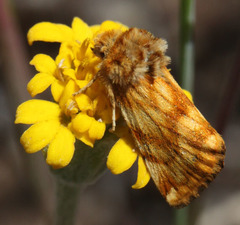 Xanthothrix neumoegeni