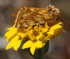 Xanthothrix neumoegeni