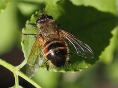Tachina lurida