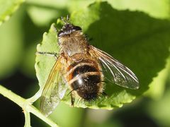 Tachina lurida