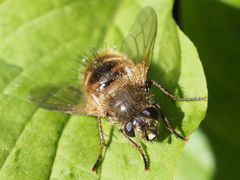 Tachina lurida