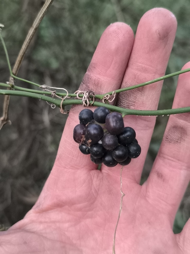 Smilax campestris, photograph 3