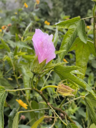 Hibiscus striatus, photograph 2
